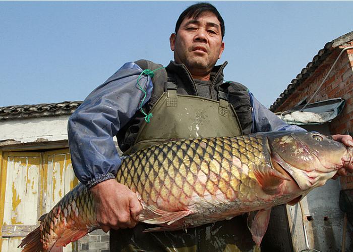 闲来无事自己在家里制作茶香沙爹烤鱼