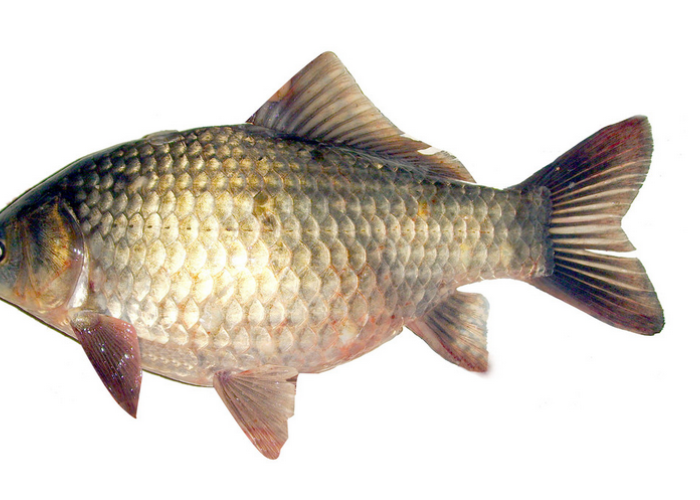 根据自己的口味放辣椒多少的茄汁辣味烤鲫鱼