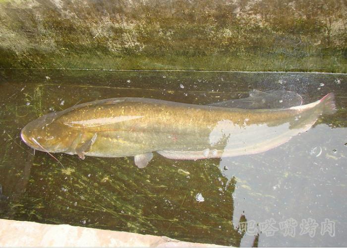 烤鱼的经典香烤鱼头王的做法