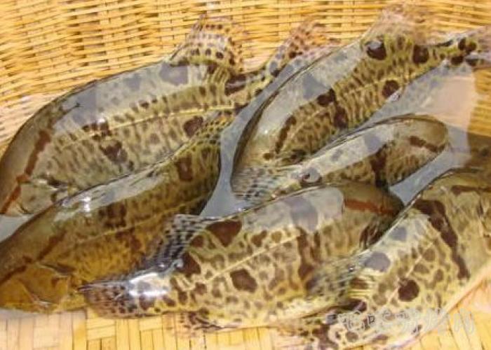 清香嫩滑纸包柠檬烤鱼做法