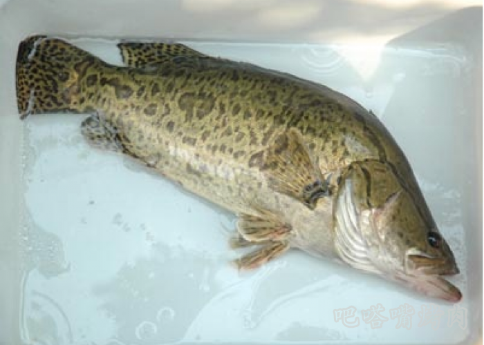 现在吃什么都有套餐吃鱼也有烤鱼套餐